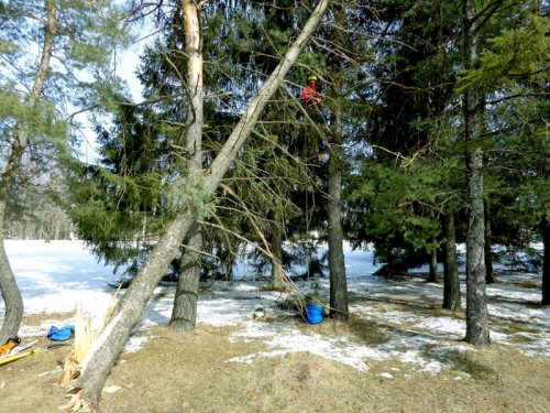 Abattage, lagage et taille d'arbre  Drummondville - Arbor lagage MG inc.