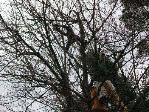 Abattage, lagage et taille d'arbre  Drummondville - Arbor lagage MG inc.