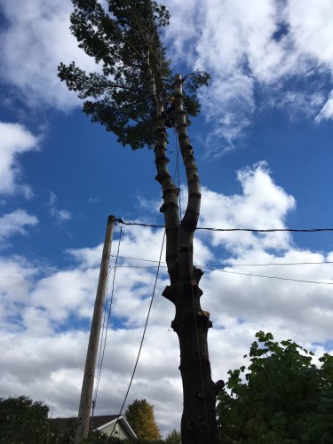 Abattage, lagage et taille d'arbre  Drummondville - Arbor lagage MG inc.