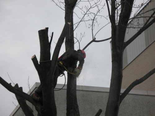 Abattage, lagage et taille d'arbre  Drummondville - Arbor lagage MG inc.