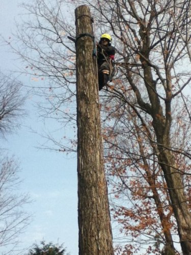 Abattage, lagage et taille d'arbre  Drummondville - Arbor lagage MG inc.