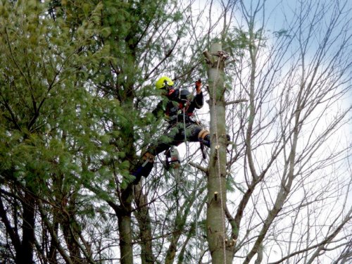 Abattage, lagage et taille d'arbre  Drummondville - Arbor lagage MG inc.