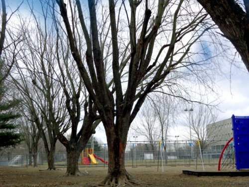 Abattage, lagage et taille d'arbre  Drummondville - Arbor lagage MG inc.