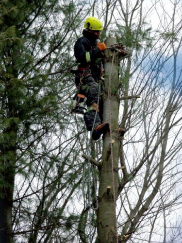 Abattage, lagage et taille d'arbre  Drummondville - Arbor lagage MG inc.