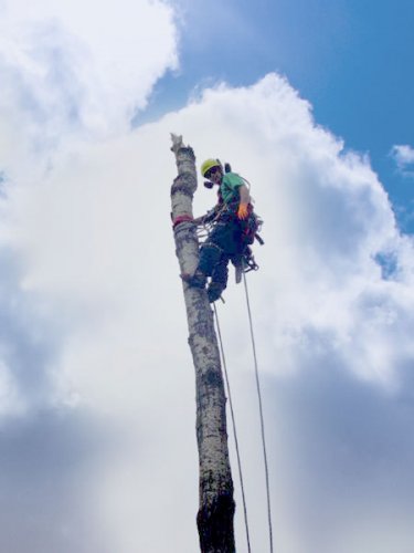 Abattage, lagage et taille d'arbre  Drummondville - Arbor lagage MG inc.