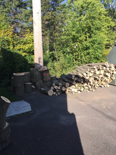 Abattage, lagage et taille d'arbre  Drummondville - Arbor lagage MG inc.