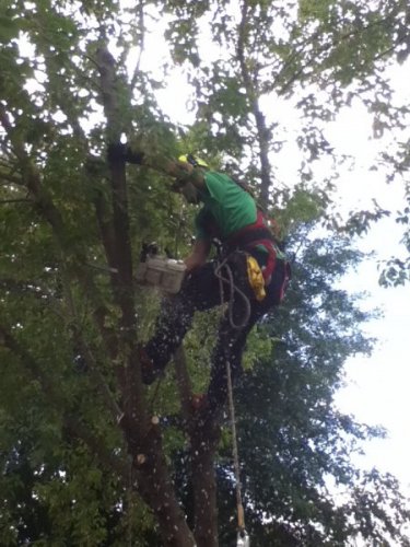 Abattage, lagage et taille d'arbre  Drummondville - Arbor lagage MG inc.