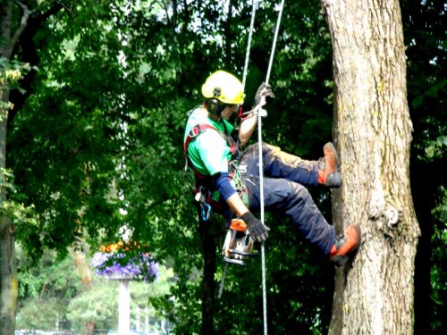 Abattage, lagage et taille d'arbre  Drummondville - Arbor lagage MG inc.