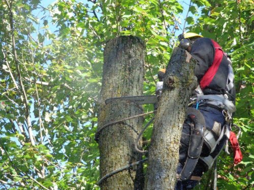 Abattage, lagage et taille d'arbre  Drummondville - Arbor lagage MG inc.
