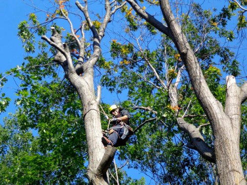 Abattage, lagage et taille d'arbre  Drummondville - Arbor lagage MG inc.