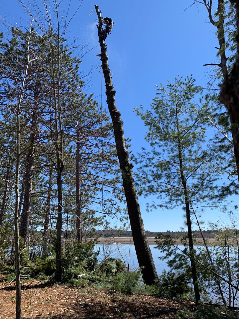 Abattage, élagage et taille d'arbre à Drummondville - Arbor Élagage MG inc.