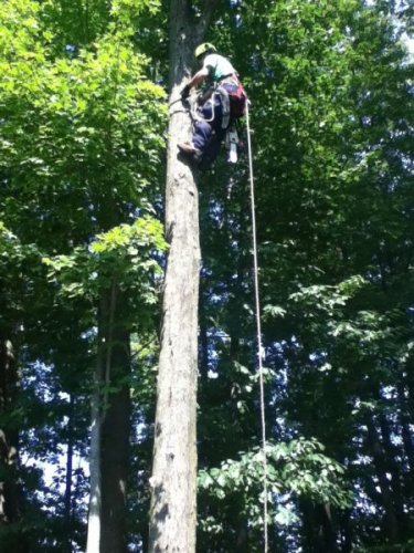 Abattage, lagage et taille d'arbre  Drummondville - Arbor lagage MG inc.