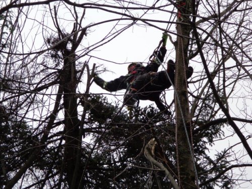 Abattage, lagage et taille d'arbre  Drummondville - Arbor lagage MG inc.