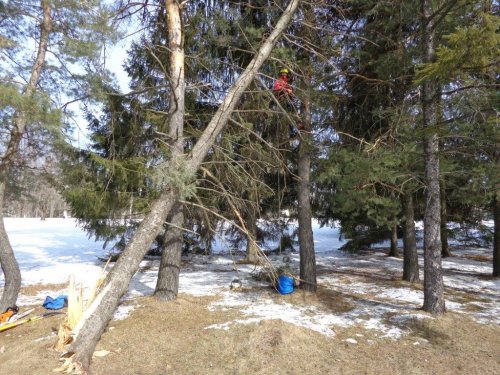 Abattage, lagage et taille d'arbre  Drummondville - Arbor lagage MG inc.