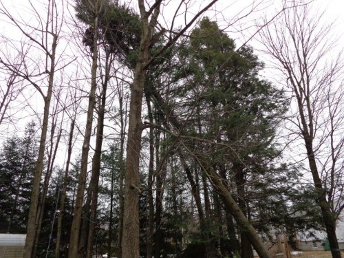 Abattage, lagage et taille d'arbre  Drummondville - Arbor lagage MG inc.