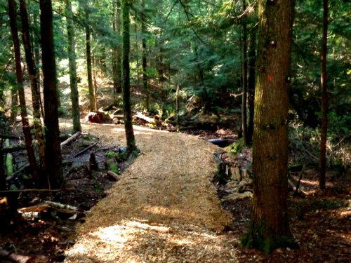 Abattage, lagage et taille d'arbre  Drummondville - Arbor lagage MG inc.