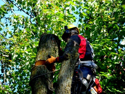 Abattage, lagage et taille d'arbre  Drummondville - Arbor lagage MG inc.