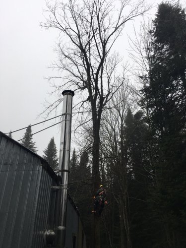 Abattage, lagage et taille d'arbre  Drummondville - Arbor lagage MG inc.