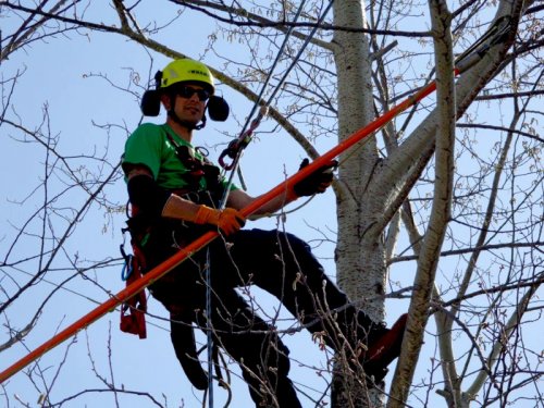 Abattage, lagage et taille d'arbre  Drummondville - Arbor lagage MG inc.