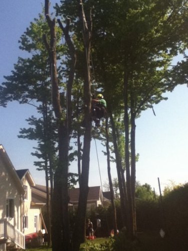 Abattage, lagage et taille d'arbre  Drummondville - Arbor lagage MG inc.