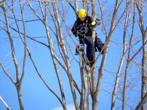Abattage, lagage et taille d'arbre  Drummondville - Arbor lagage MG inc.