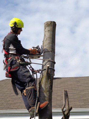 Abattage, lagage et taille d'arbre  Drummondville - Arbor lagage MG inc.