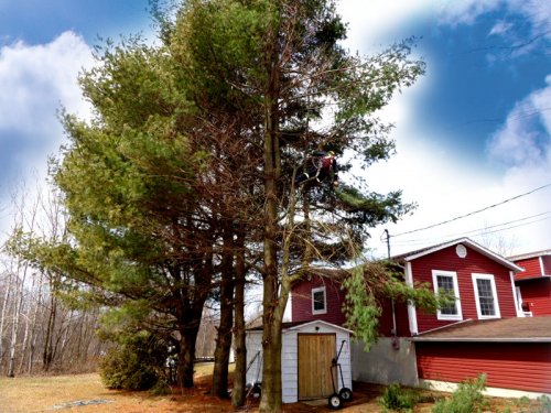 Abattage, lagage et taille d'arbre  Drummondville - Arbor lagage MG inc.