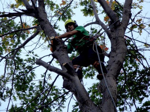 Abattage, lagage et taille d'arbre  Drummondville - Arbor lagage MG inc.