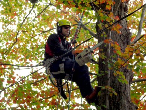 Abattage, lagage et taille d'arbre  Drummondville - Arbor lagage MG inc.