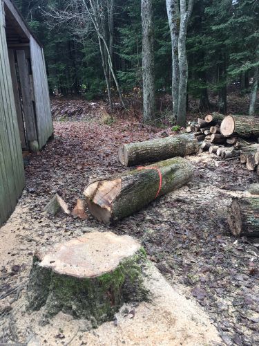 Abattage, lagage et taille d'arbre  Drummondville - Arbor lagage MG inc.