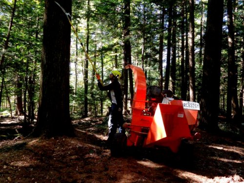 Abattage, lagage et taille d'arbre  Drummondville - Arbor lagage MG inc.